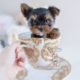 Tiny Yorkie Puppy in a Teacup #103