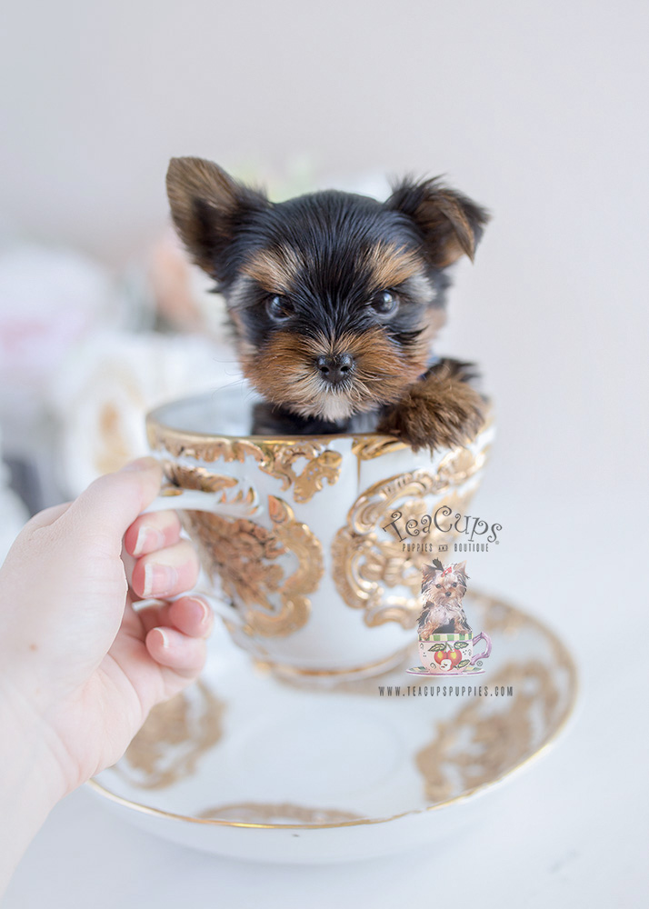 Tiny Yorkie Puppy in a Teacup #103