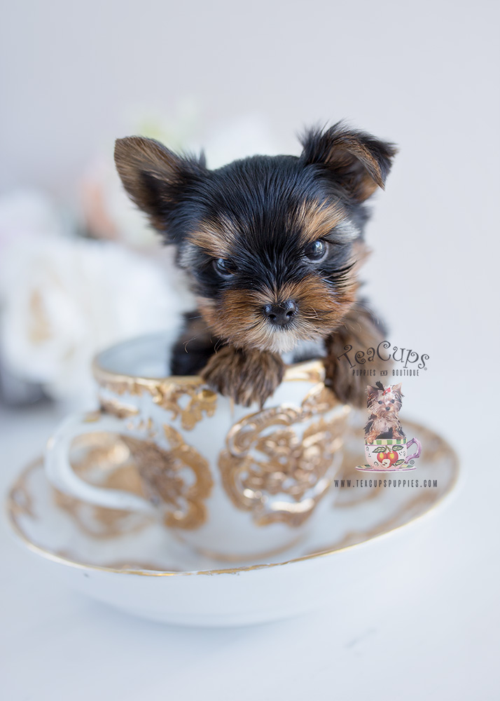 Teacup Yorkie