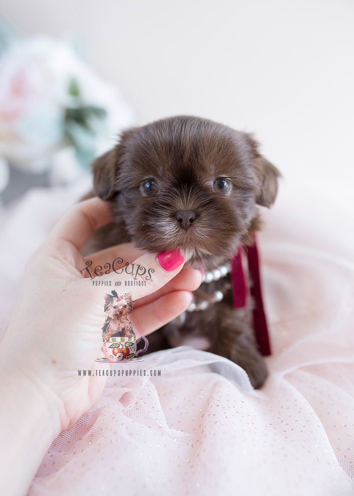 Shih Tzu Puppy For Sale Teacup Puppies #110 Chocolate