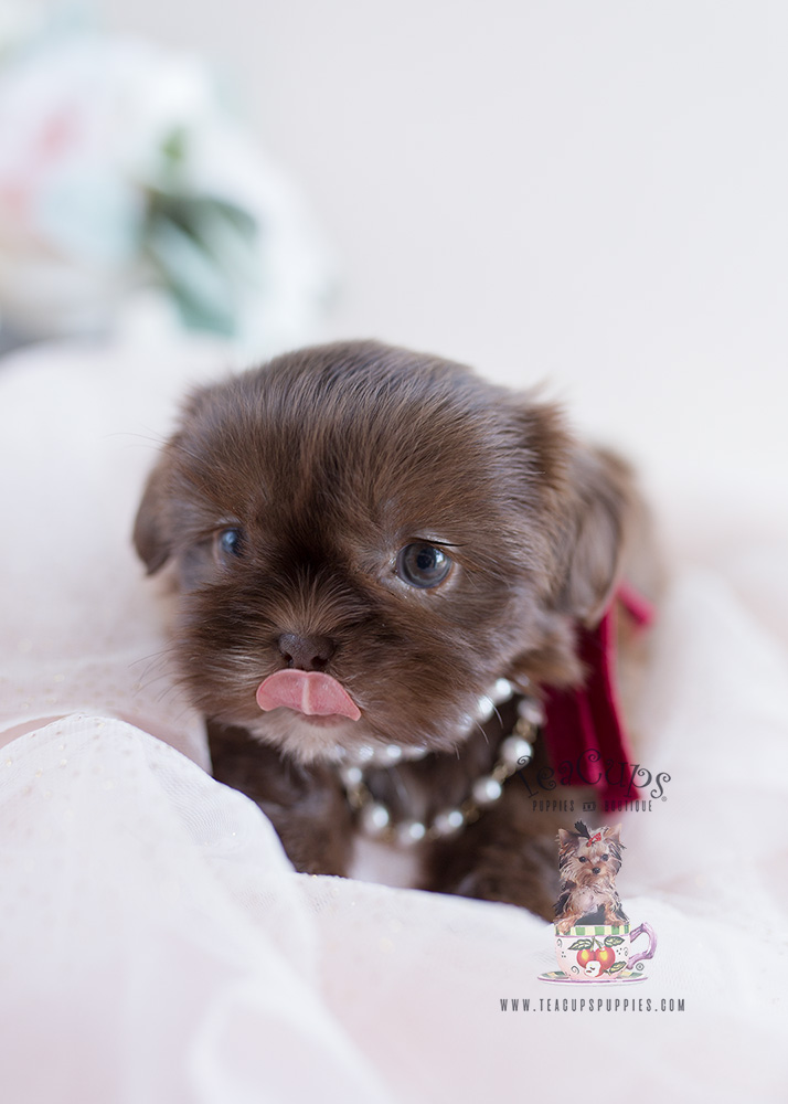 For Sale Teacup Puppies #110 Chocolate Shih Tzu Puppy