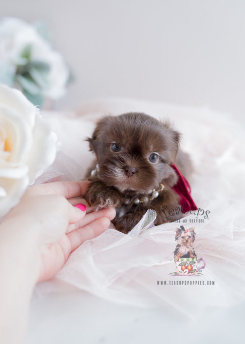 Shih Tzu Puppy For Sale Teacup Puppies #110 Chocolate