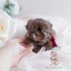 Shih Tzu Puppy For Sale Teacup Puppies #110 Chocolate