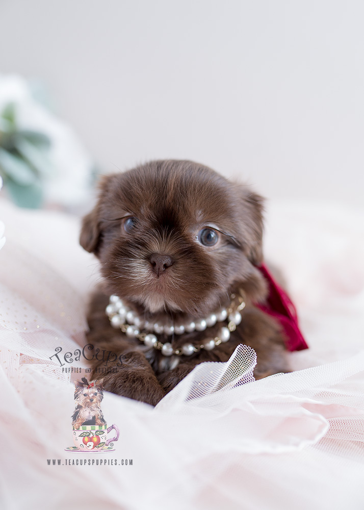 Puppy For Sale Teacup Puppies #110 Chocolate Shih Tzu