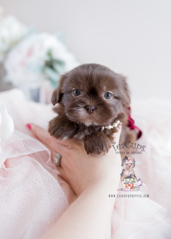 chocolate shih tzu puppies for sale