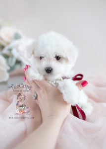 Maltipoo Puppies For Sale