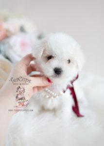 Maltioo Puppy For Sale