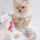 Puppy For Sale #120 Teacup Puppies Pomeranian