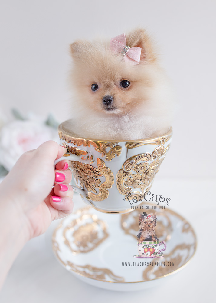 Puppy For Sale #120 Teacup Puppies Pomeranian