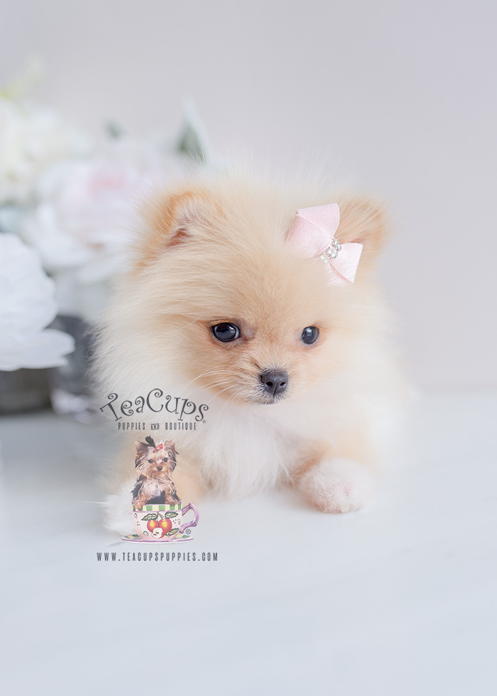 For Sale #120 Teacup Puppies Pomeranian Puppy