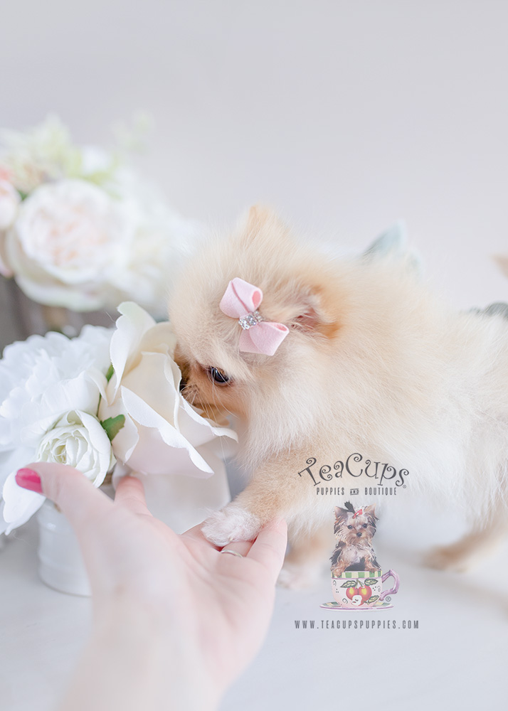 For Sale #120 Teacup Puppies Pomeranian Puppy