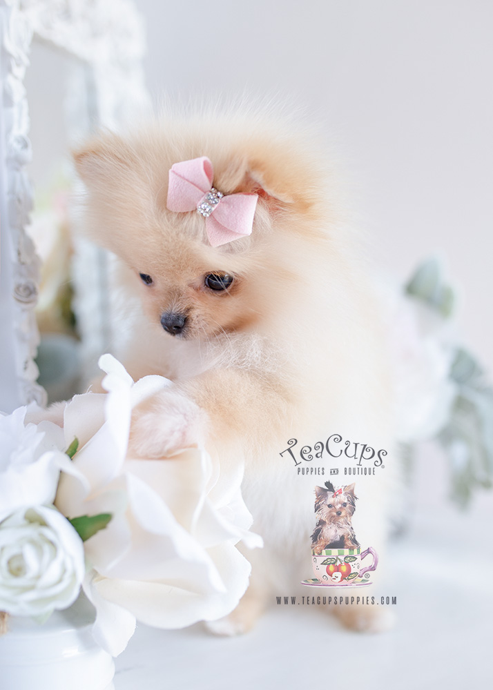 Pomeranian Puppy For Sale #120 Teacup Puppies