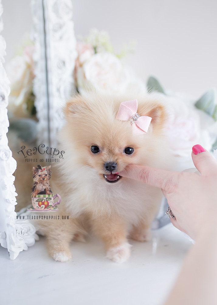 Puppy For Sale #120 Teacup Puppies Pomeranian