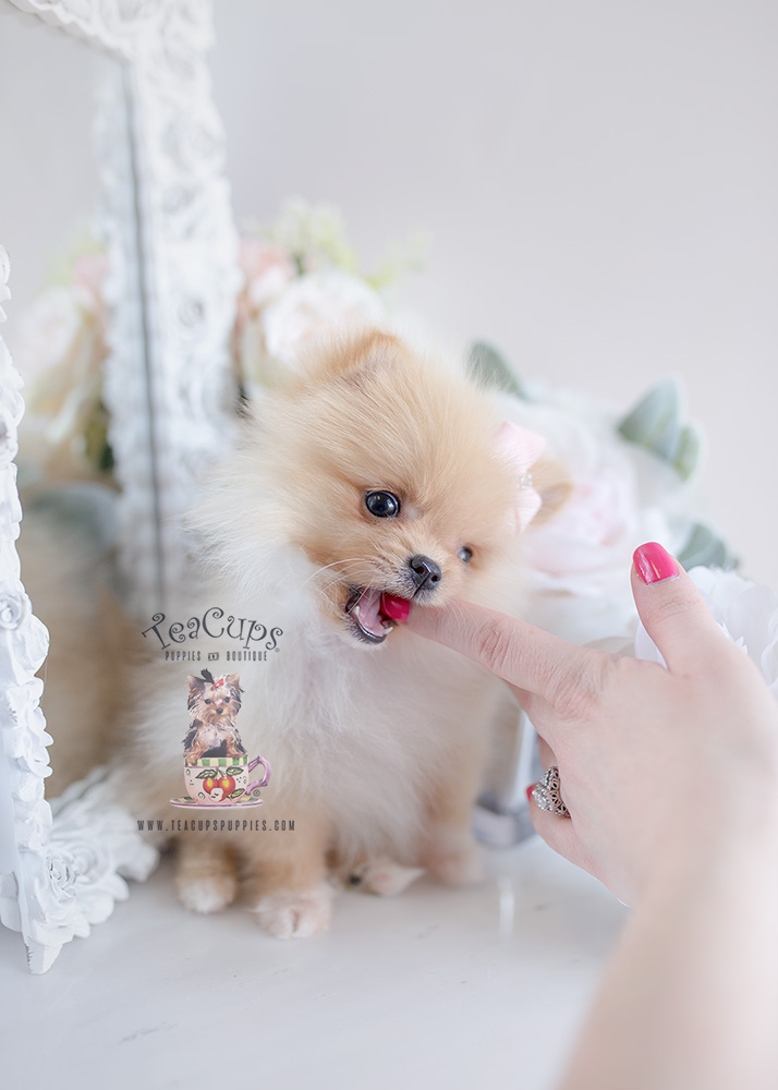 For Sale #120 Teacup Puppies Pomeranian Puppy