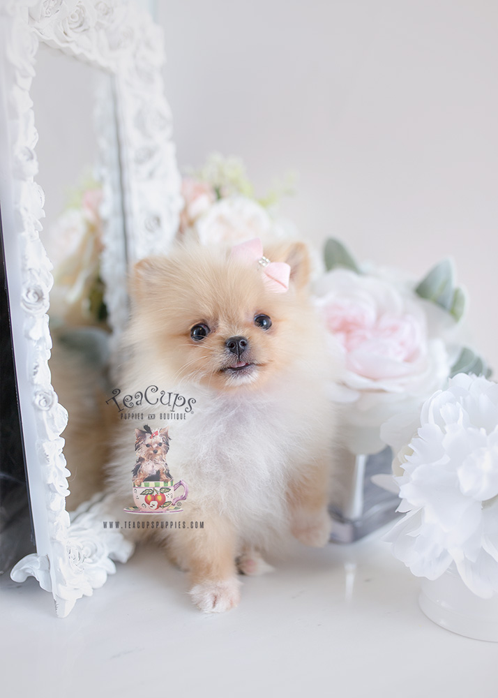 For Sale #120 Teacup Puppies Pomeranian Puppy