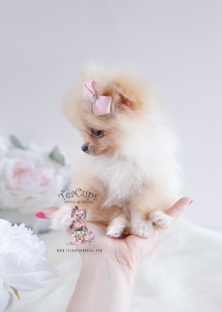 Pomeranian Puppy For Sale #120 Teacup Puppies