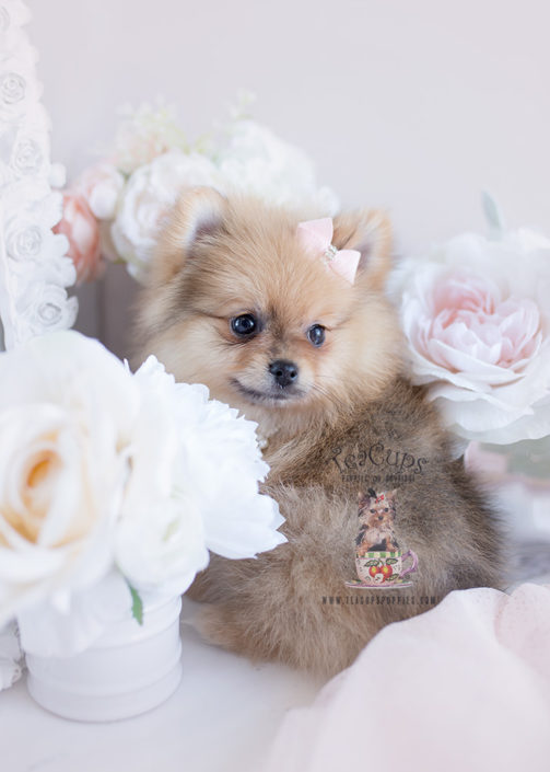 Puppy For Sale #125 Teacup Puppies Pomeranian