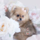 Puppy For Sale #125 Teacup Puppies Pomeranian