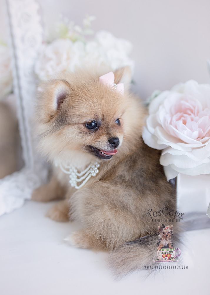 For Sale #125 Teacup Puppies Pomeranian Puppy