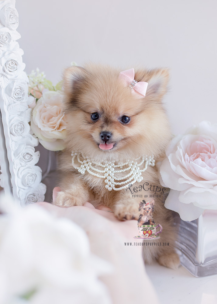 Pomeranian Puppy For Sale #125 Teacup Puppies