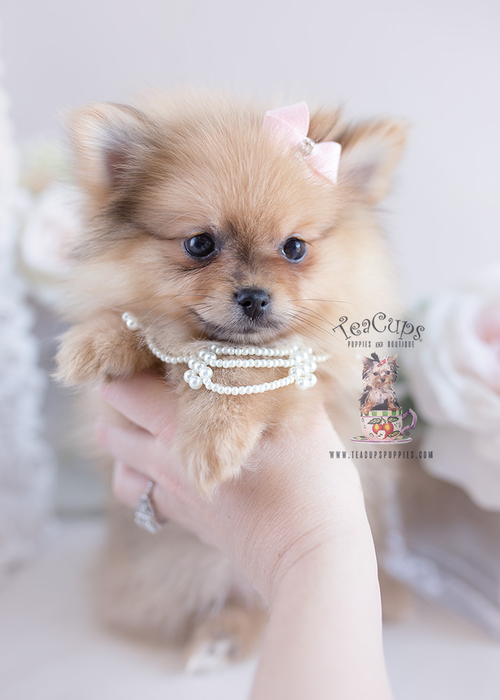 Pomeranian Puppy For Sale #125 Teacup Puppies
