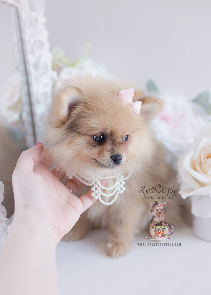 Puppy For Sale #125 Teacup Puppies Pomeranian