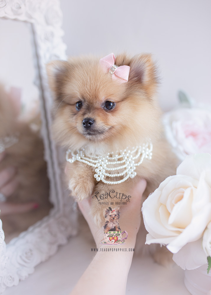 For Sale #125 Teacup Puppies Pomeranian Puppy