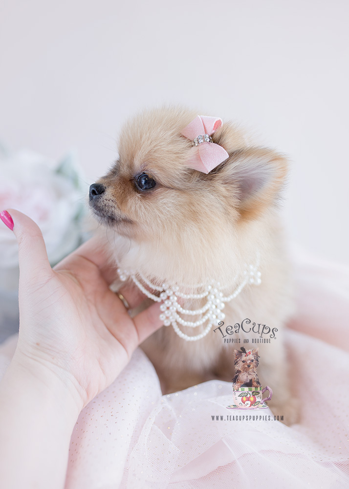 Puppy For Sale #125 Teacup Puppies Pomeranian
