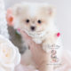 Puppy For Sale #126 Teacup Puppies Pomeranian