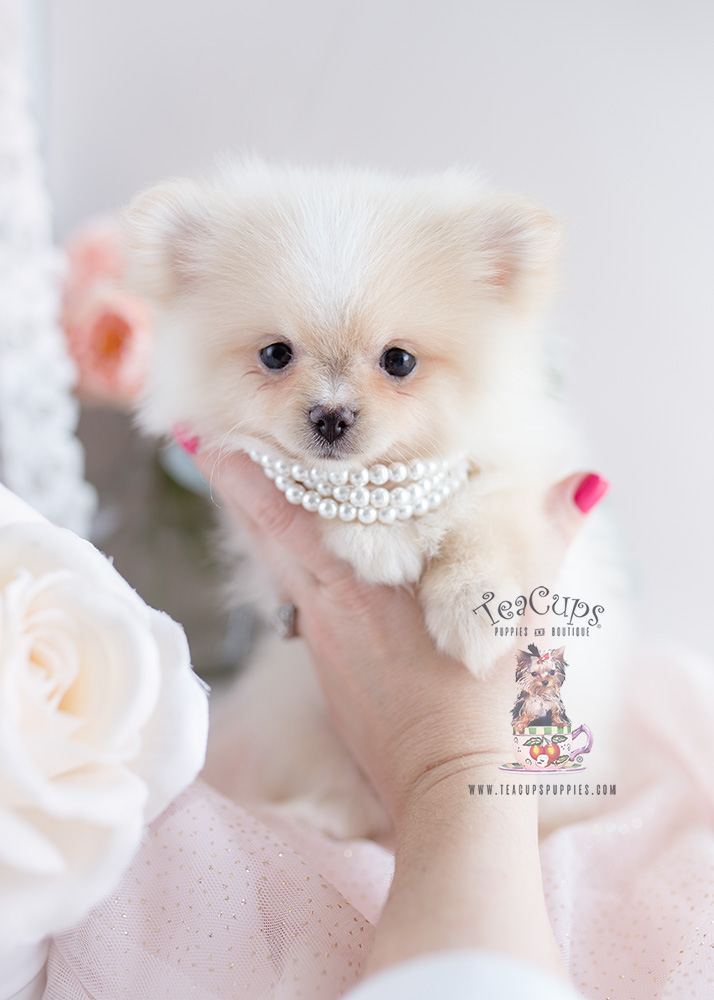 Puppy For Sale #126 Teacup Puppies Pomeranian