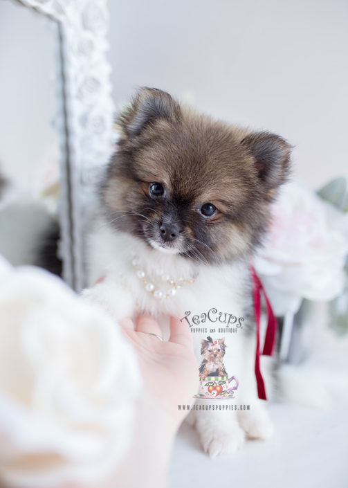 Adorable Pomeranian Puppies For Sale