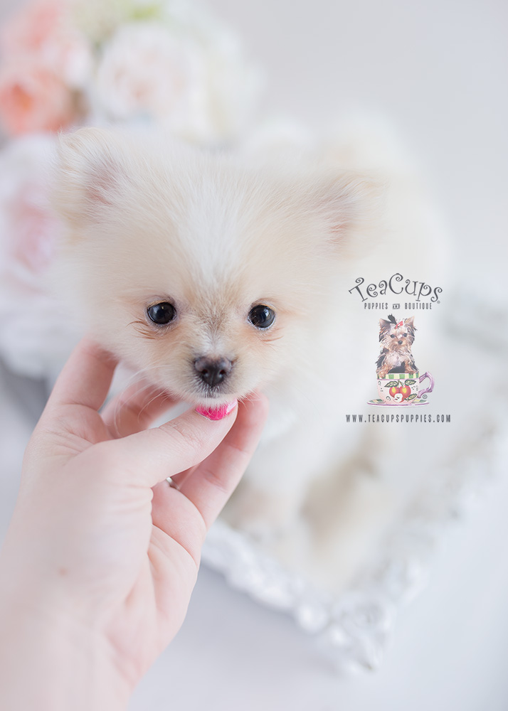 Pomeranian Puppy For Sale #126 Teacup Puppies