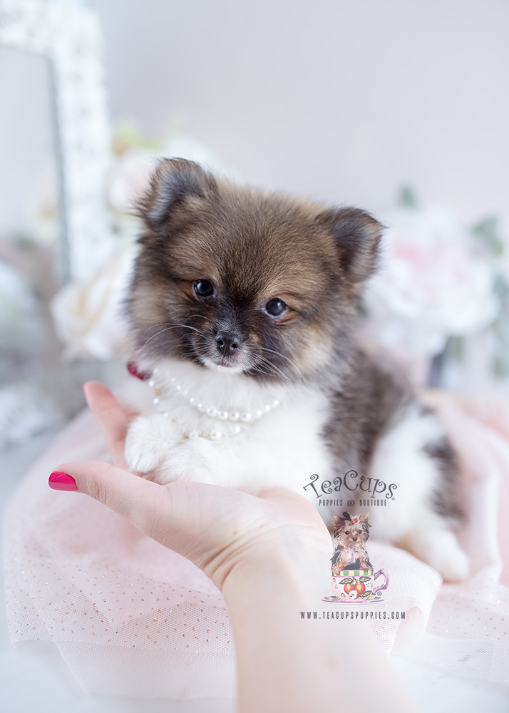 For Sale #127 Teacup Puppies Pomeranian Puppy