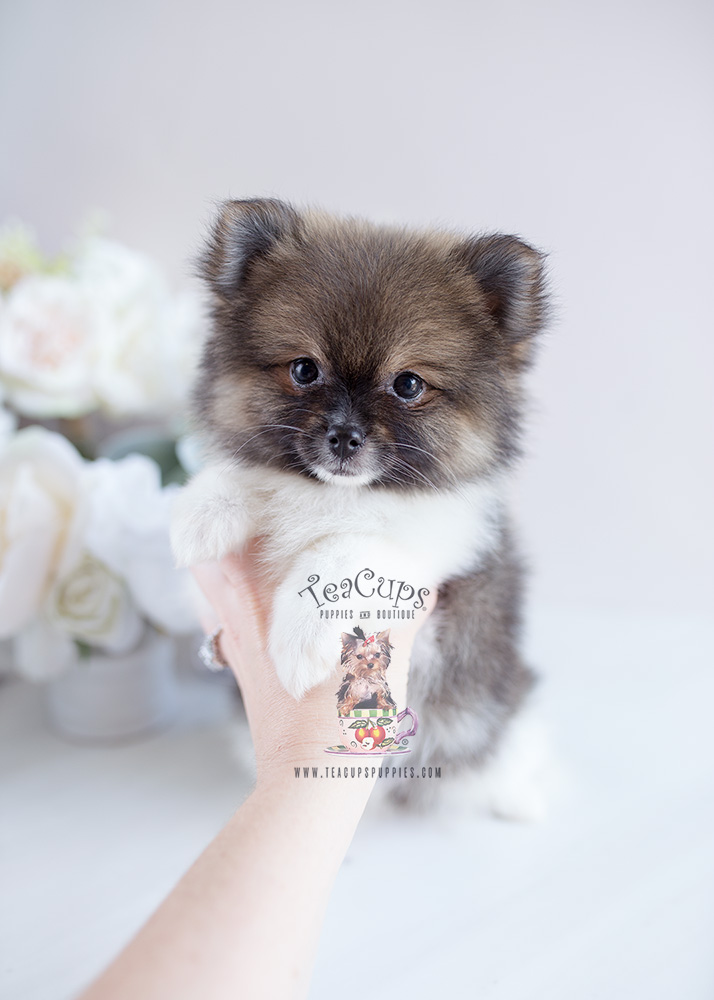 Pomeranian Puppy For Sale #127 Teacup Puppies