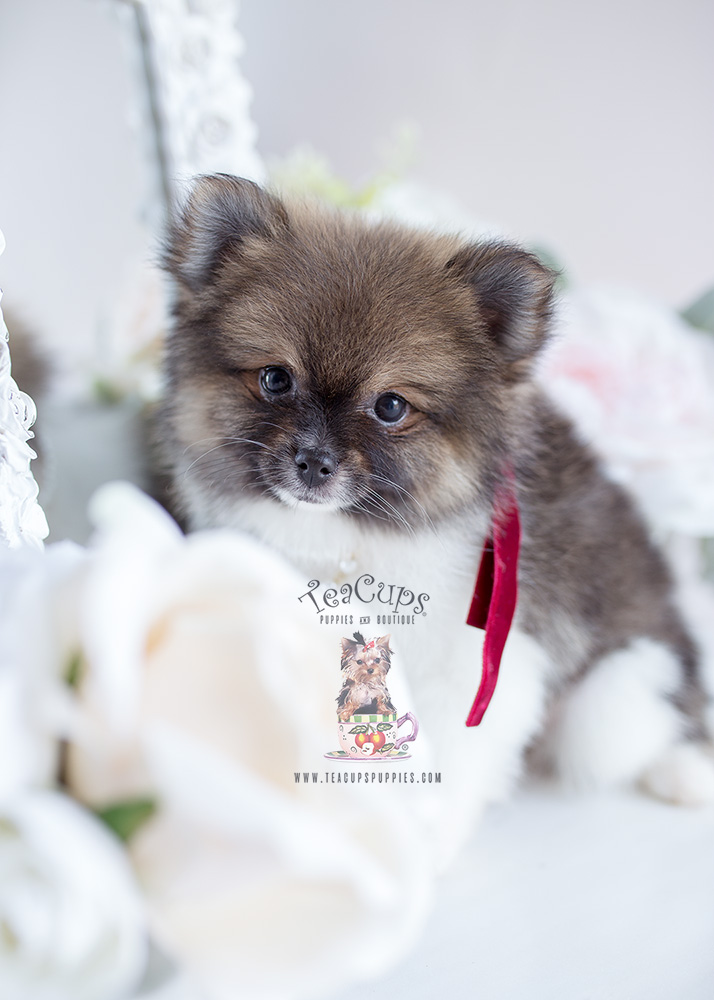 Puppy For Sale #127 Teacup Puppies Pomeranian