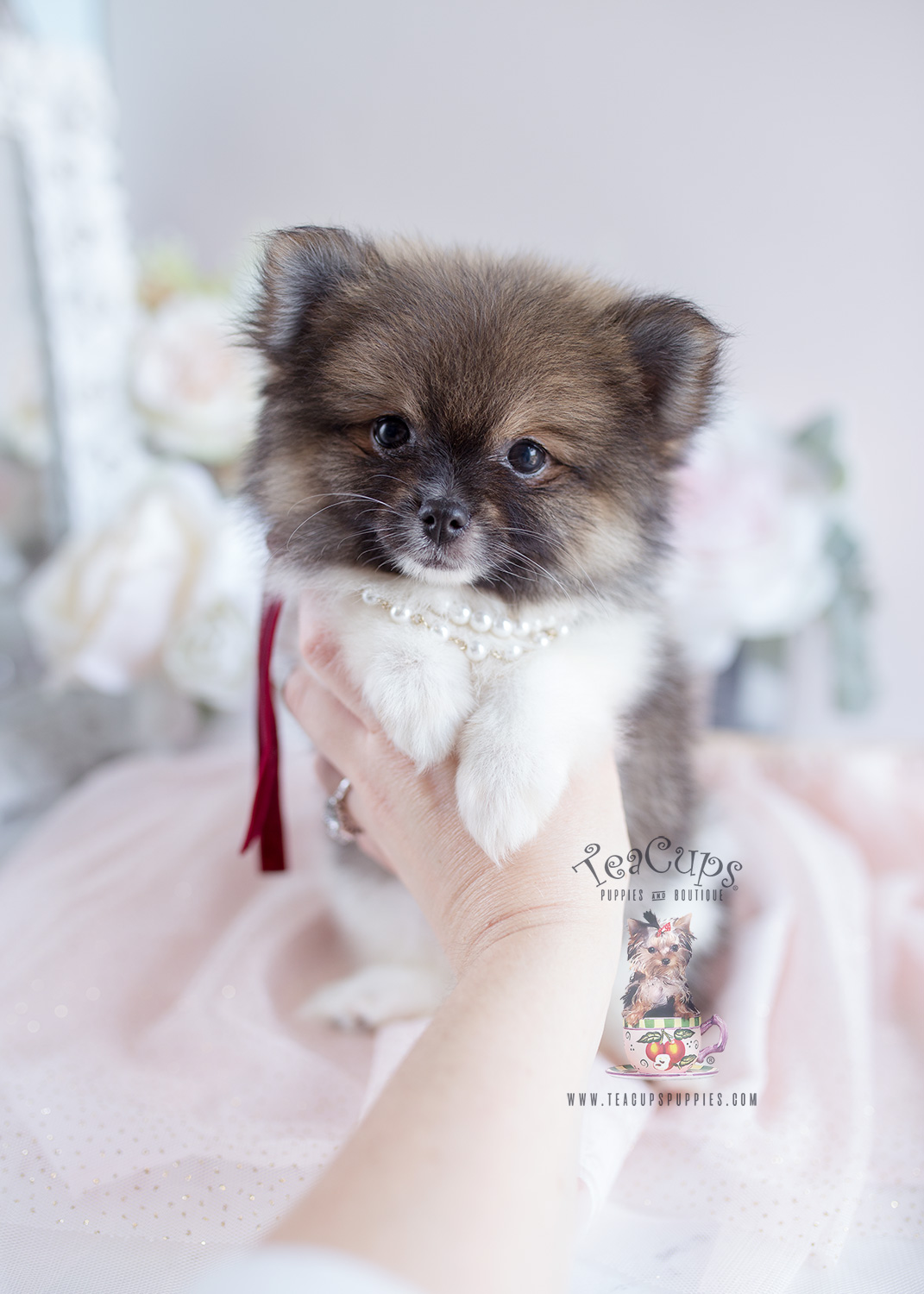 For Sale #127 Teacup Puppies Pomeranian Puppy