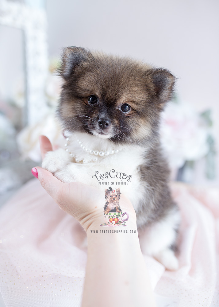 Pomeranian Puppy For Sale #127 Teacup Puppies