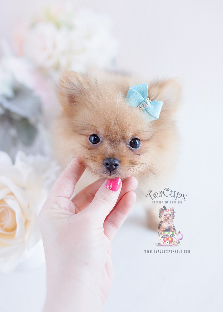 Pomeranian Puppy For Sale