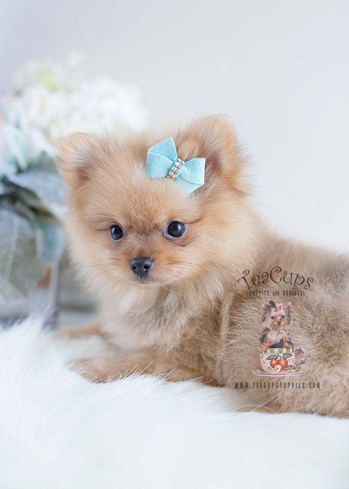 Orange Pomeranian Puppy For Sale