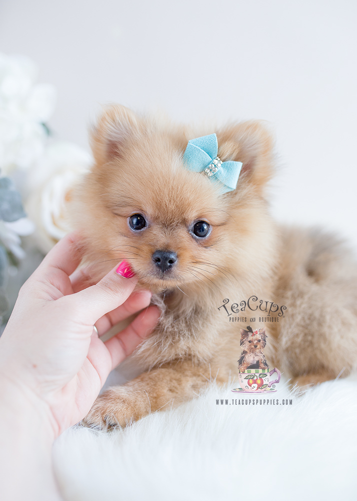 Pomeranian Puppy Teacup Puppies