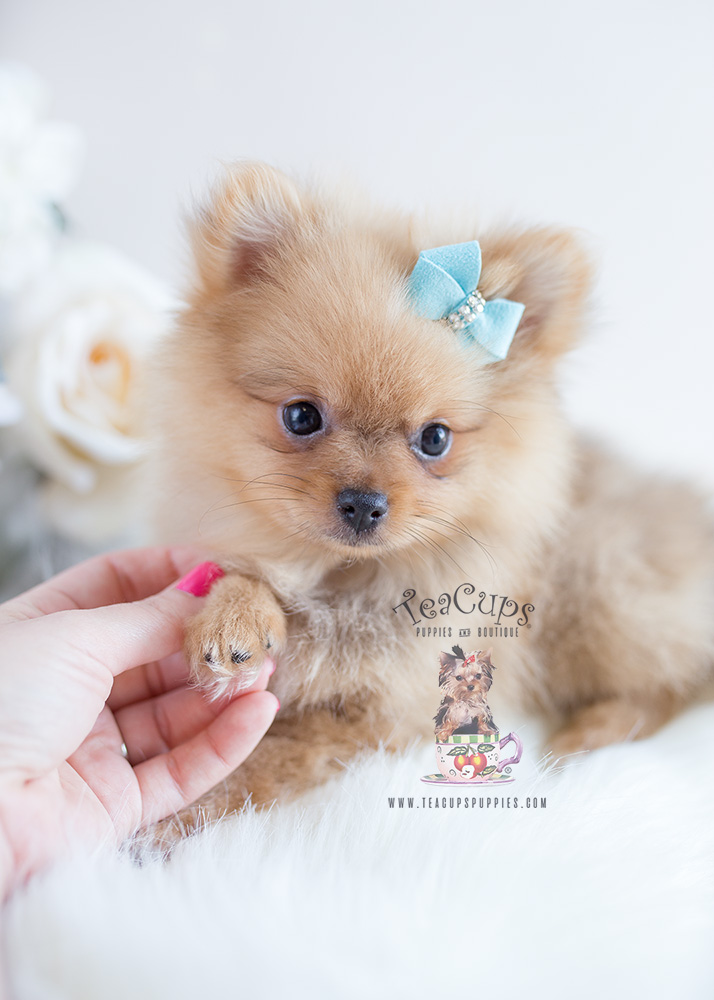 Teacup Puppies Pomeranian For Sale