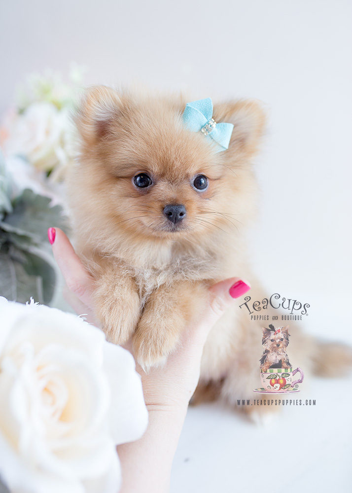 Teacup Puppies and Pomeranians For Sale