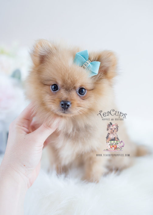 Adorable Orange Pomeranian Puppy For Sale #128