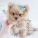 Adorable Orange Pomeranian Puppy For Sale #128
