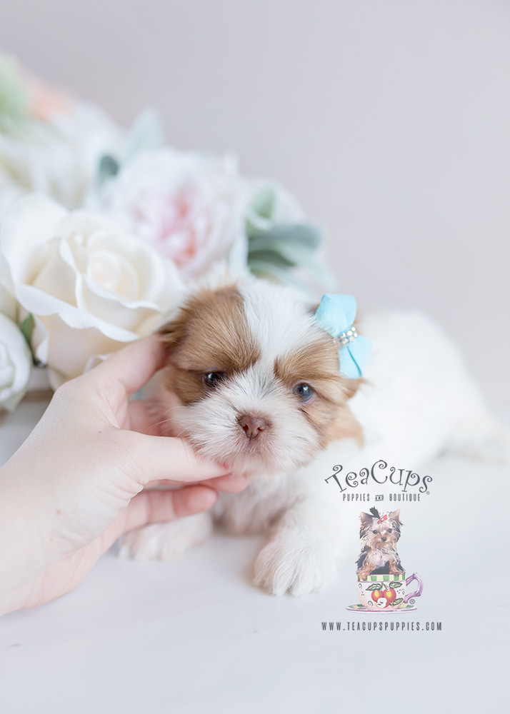 For Sale Teacup Puppies #113 Shih Tzu