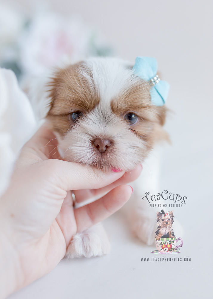 Teacup Puppies #113 Shih Tzu For Sale