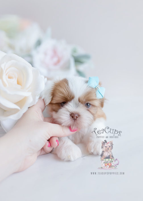 Shih Tzu For Sale Teacup Puppies #113