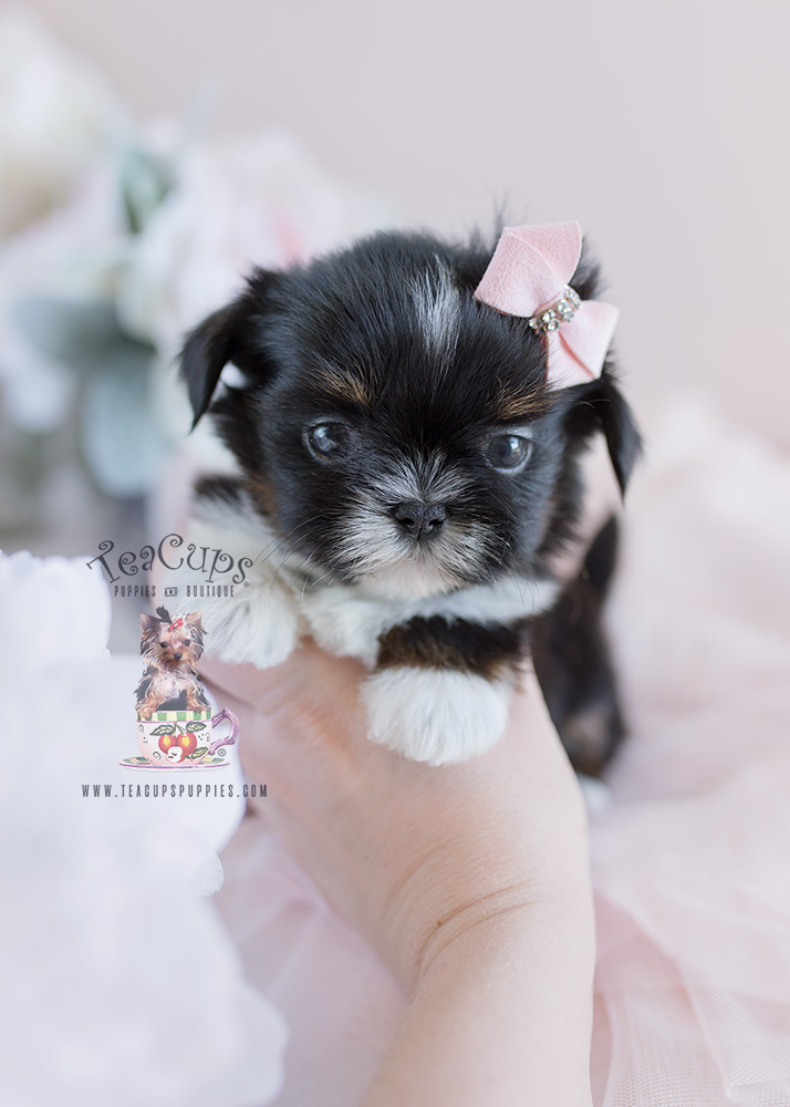 Adorable Shih Tzu Puppies Teacup Puppies