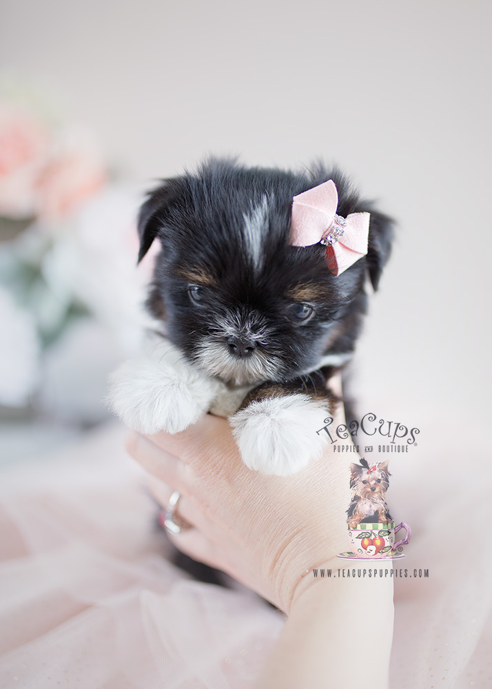 Teacup Puppies Shih Tzu Puppies For Sale