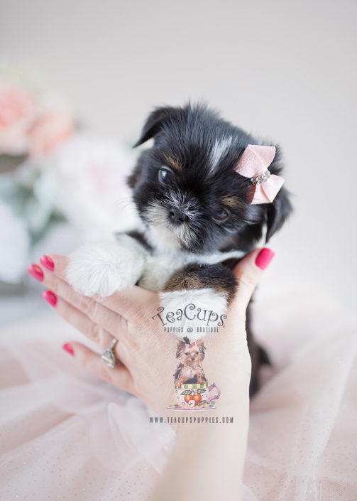 Shih Tzu Puppy For Sale